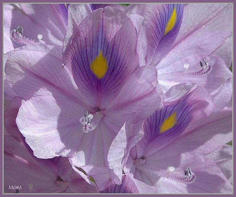 Purple & Yellow 