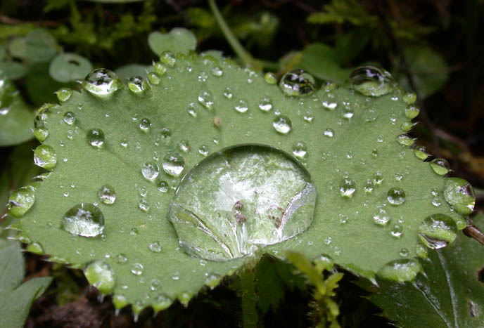Nature's tears 