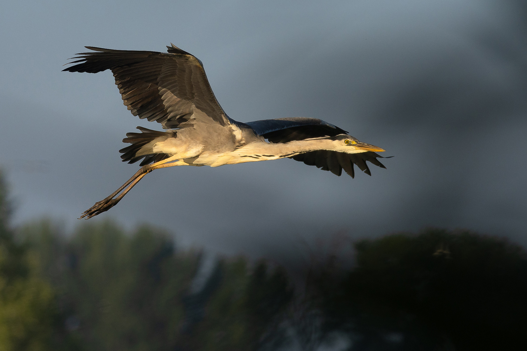 Heron 