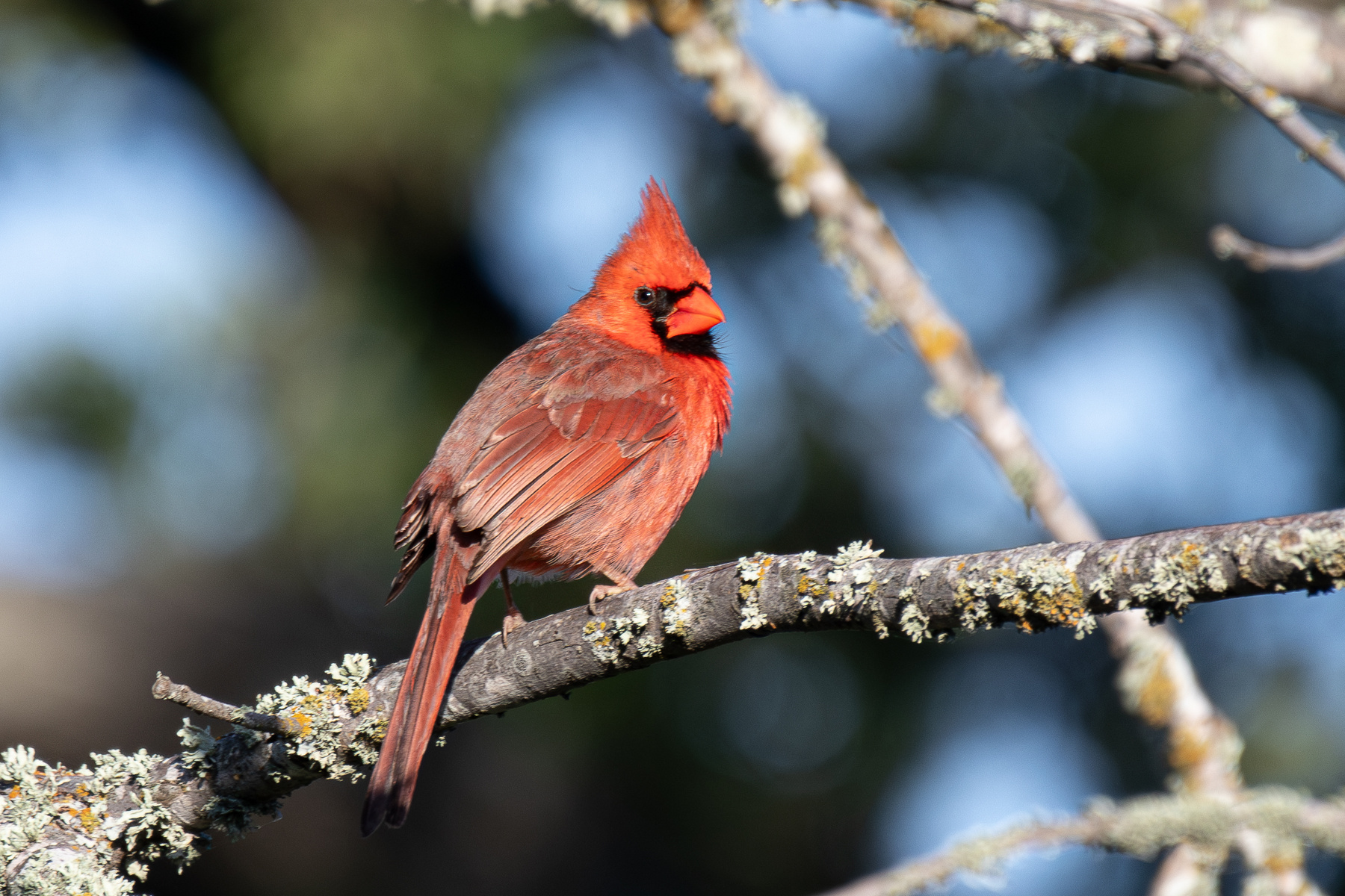 *** Красный кардинал Northern Cardinal Cardinalis cardinalis Linnaeus C 1758