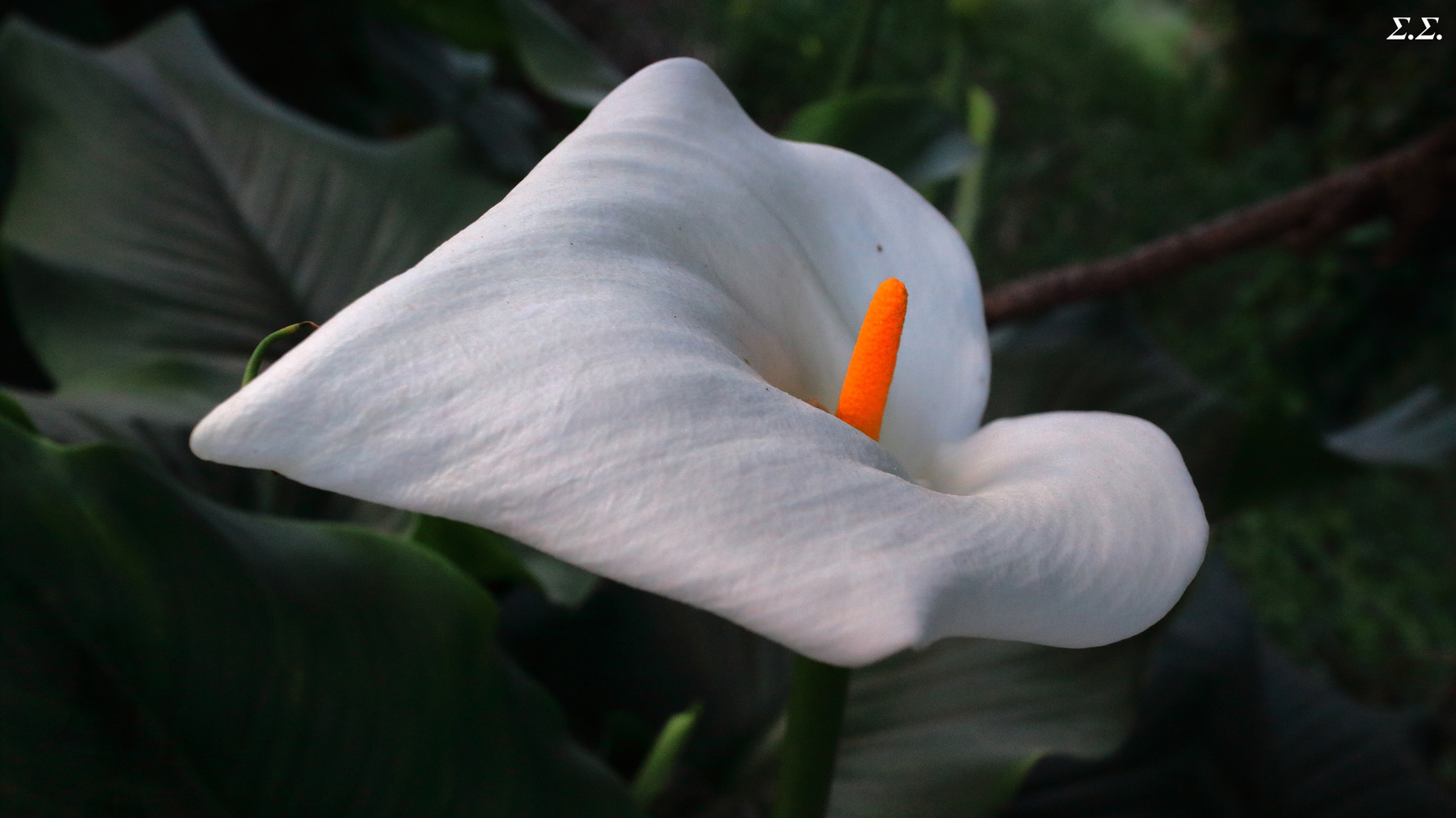 BIG LILY 