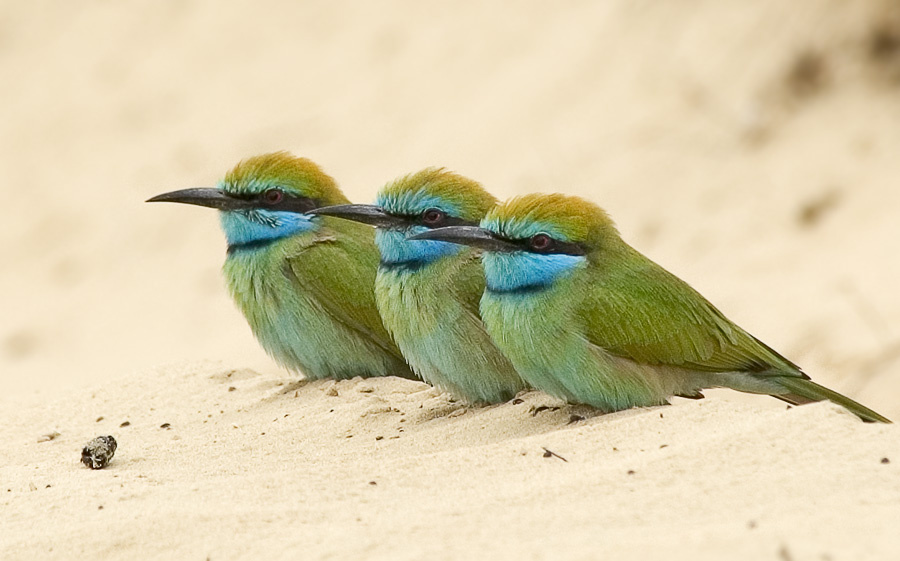 Строгие Восточная щурка, Little Green Bee-eater, Merops orientalis