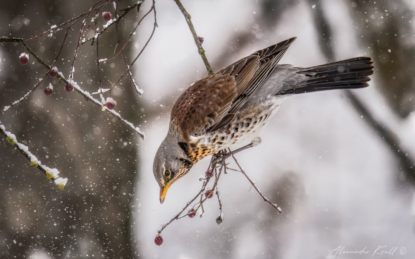 Холодно, голодно... дрозд рябинник turdus pilaris зима снег