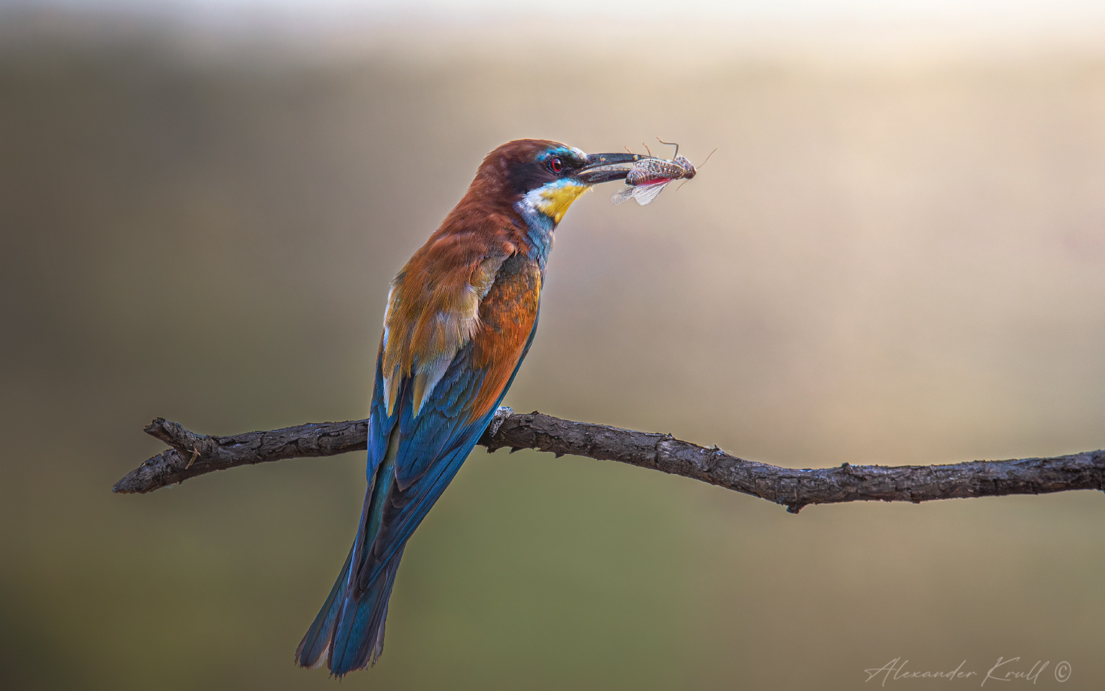 Ужин с видом на закат щурка золотистая пчелоедка merop apiaster