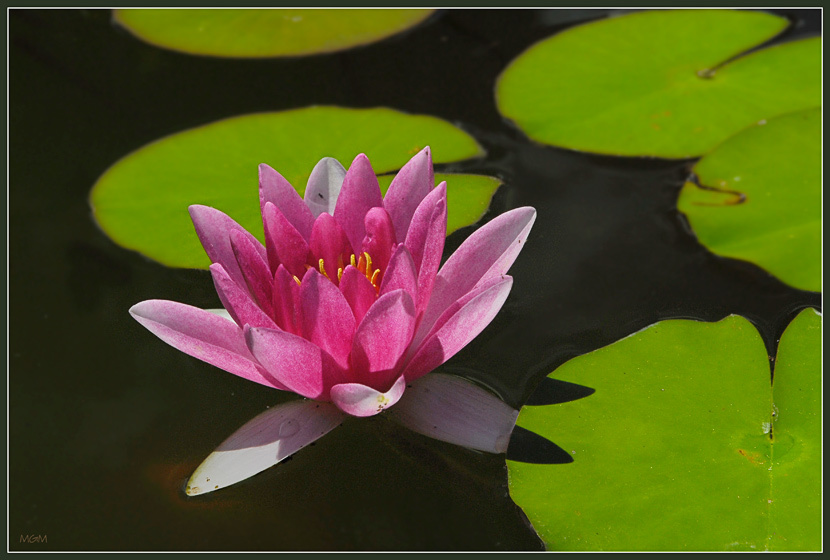 Pink Lily 