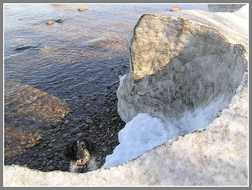 Портрет в рамке вода собака лед