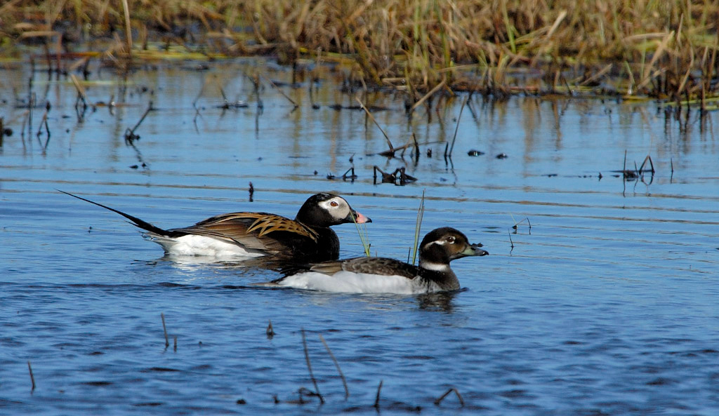 Вместе, до поры до времени Морянка, Clangula hyemalis, Long-tailed Duck, Tobseda, Barents Sea, Arctic