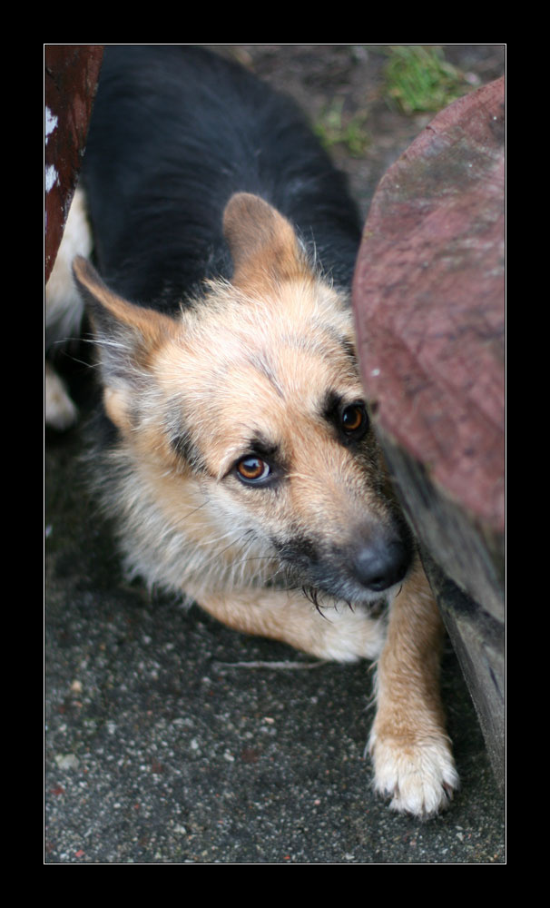 Не надо слов собака глаза не надо слов