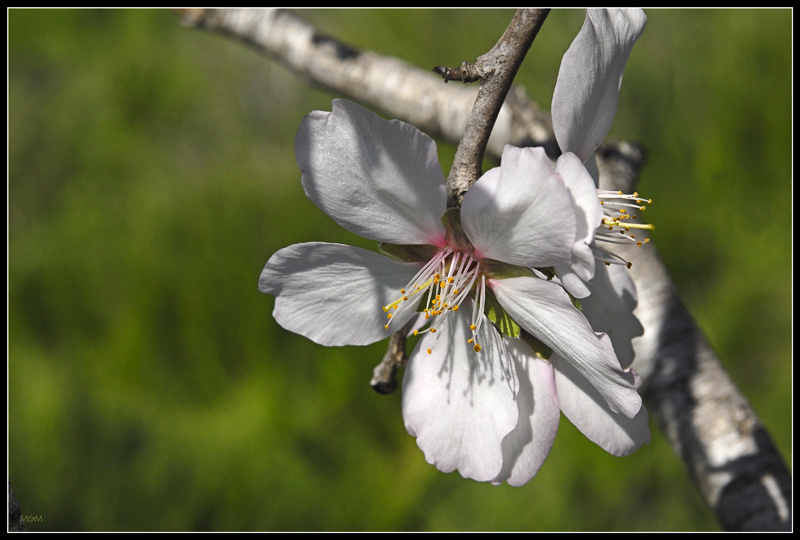 Almonds blossom 