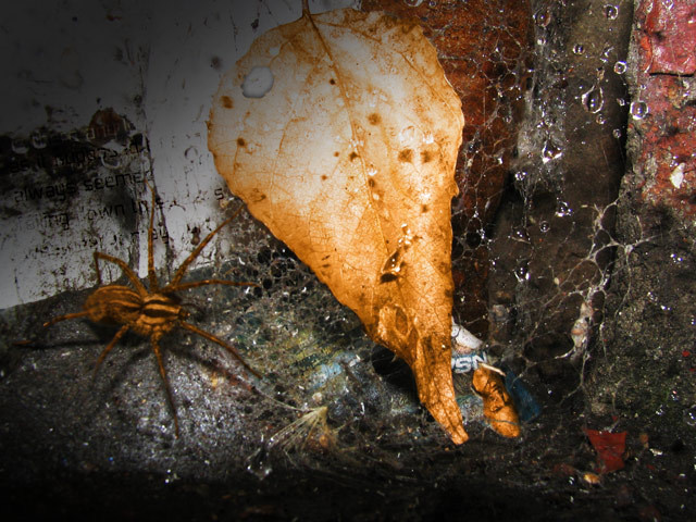 Autumn Spider паук осень лист паутина капли дождь