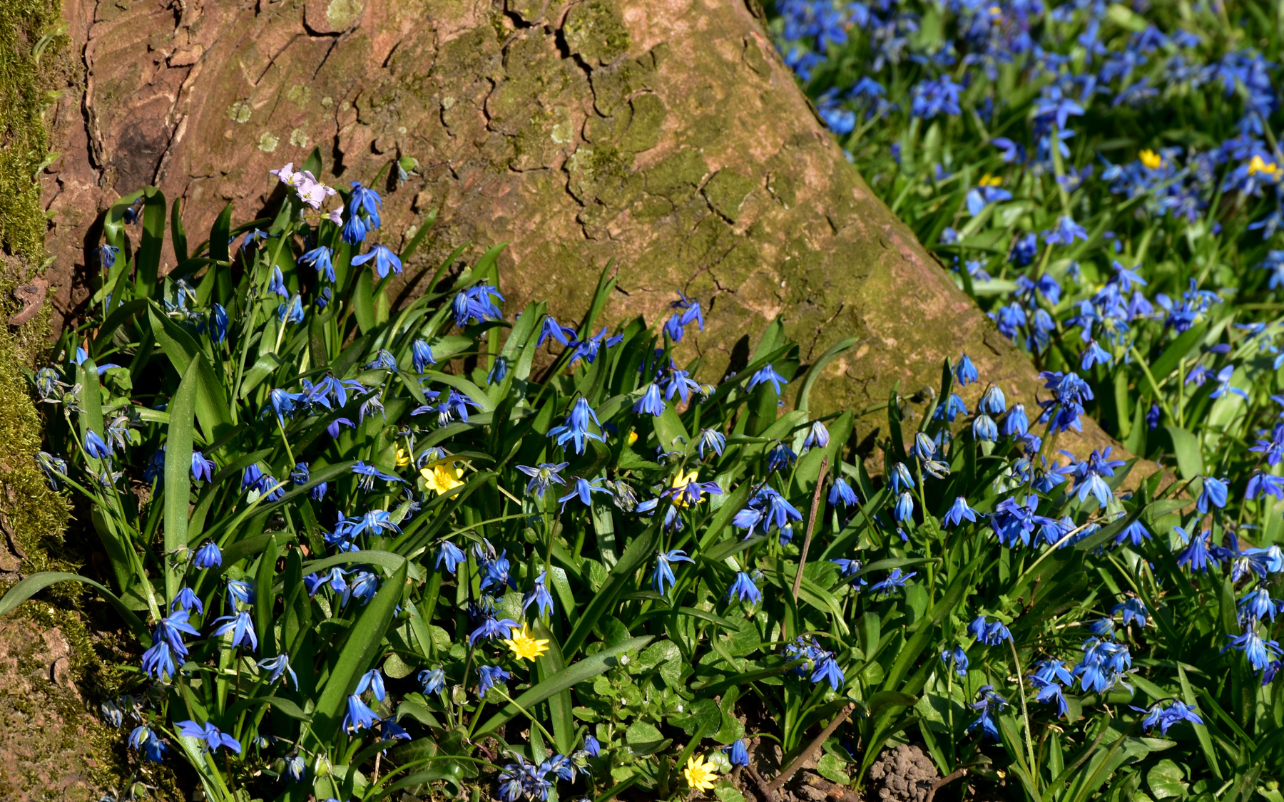 Пролески, или синие звезды (Blausterne) 