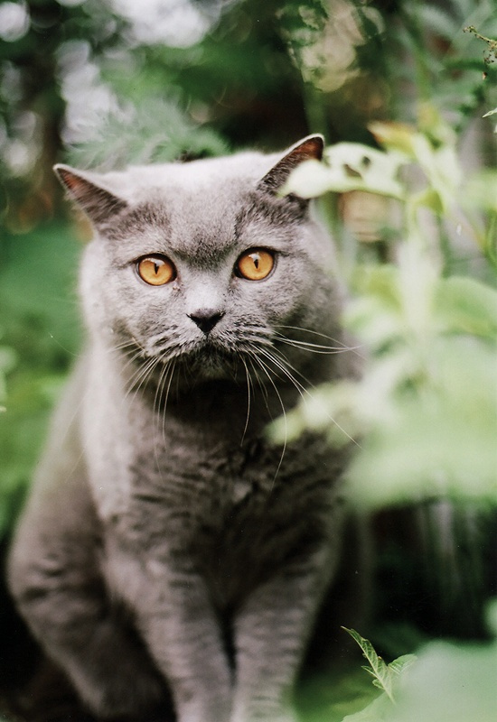 *** кот