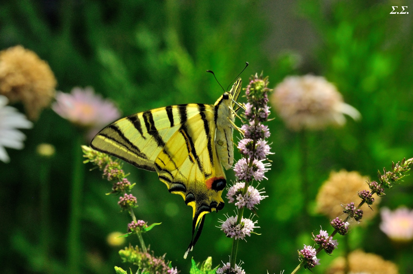 HAPPY BUTTER FLY 