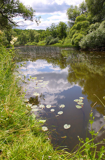 Маленькая речка. река речка вода водоём