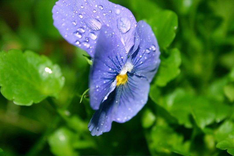 Невозможно понять macro, plant