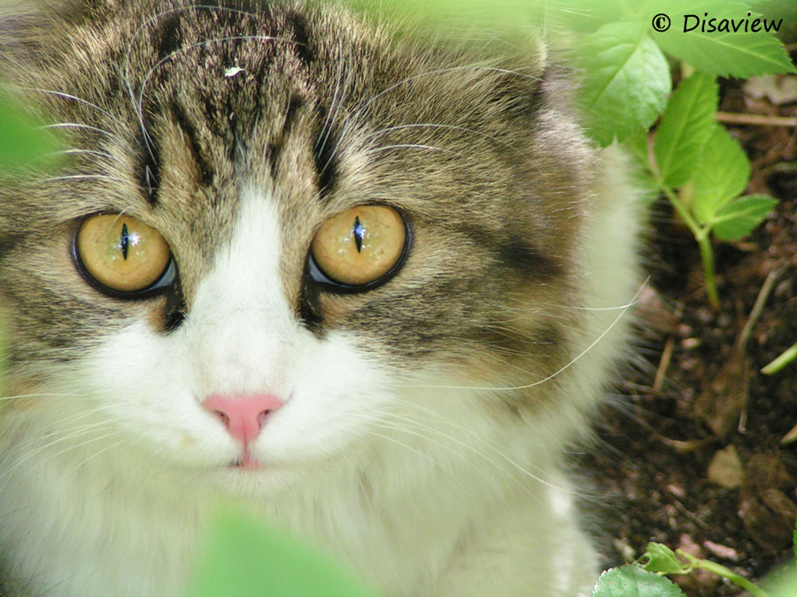 Притаился в зелени кот, кошка
