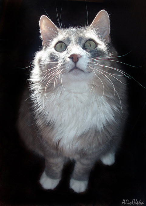 Котя 