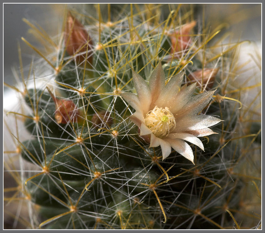 MAMMILLARIA кактус MAMMILLARIA