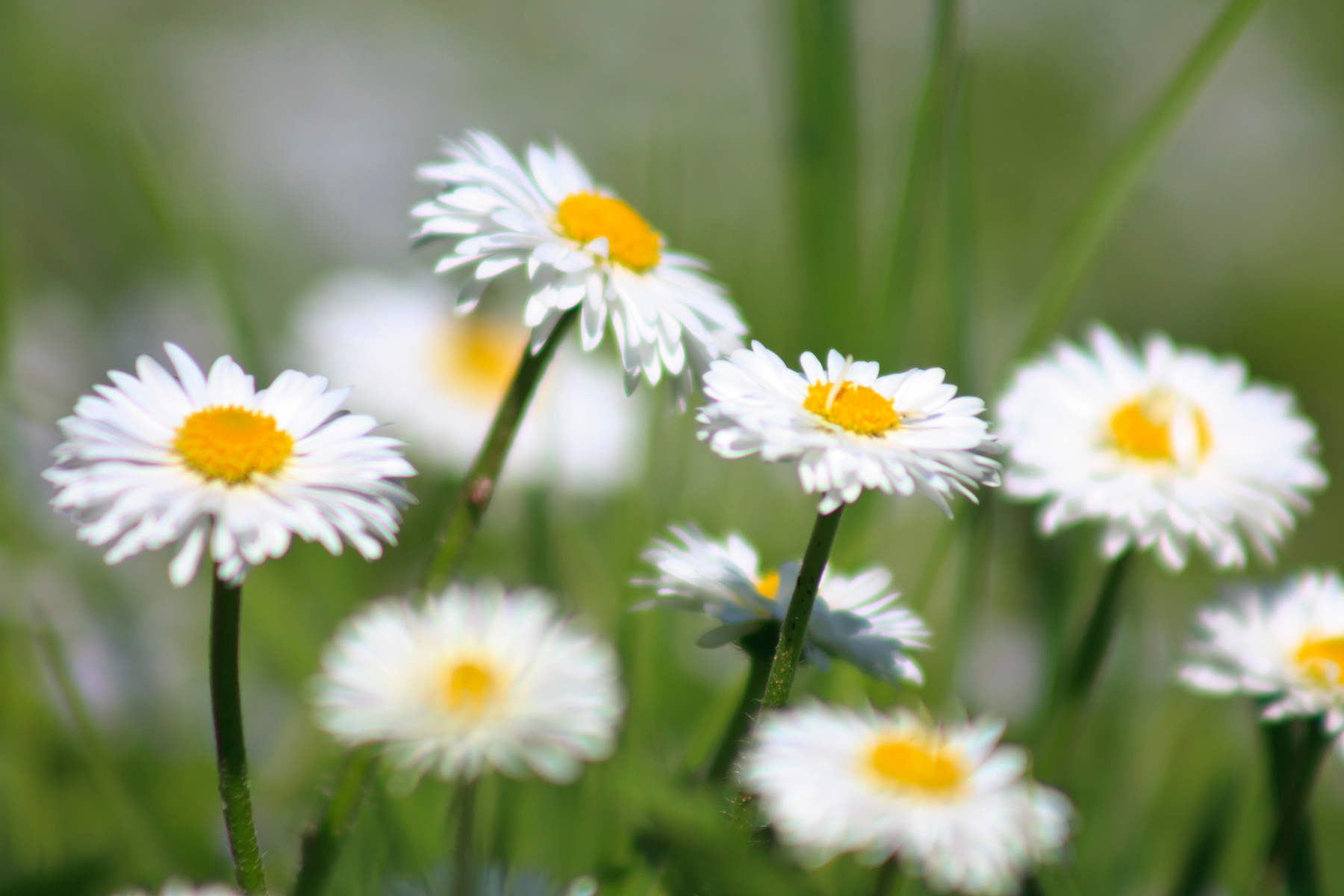 glade of daisy 