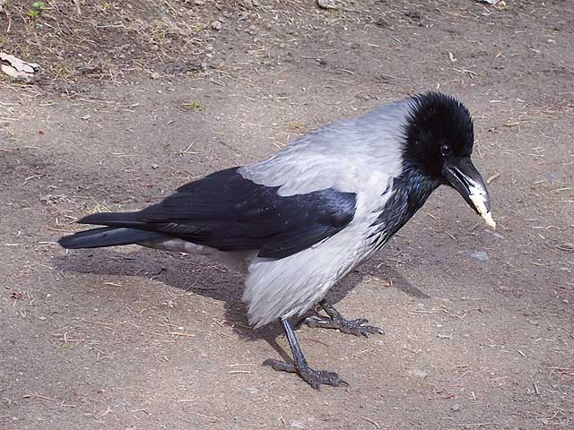 Каркуша ворона