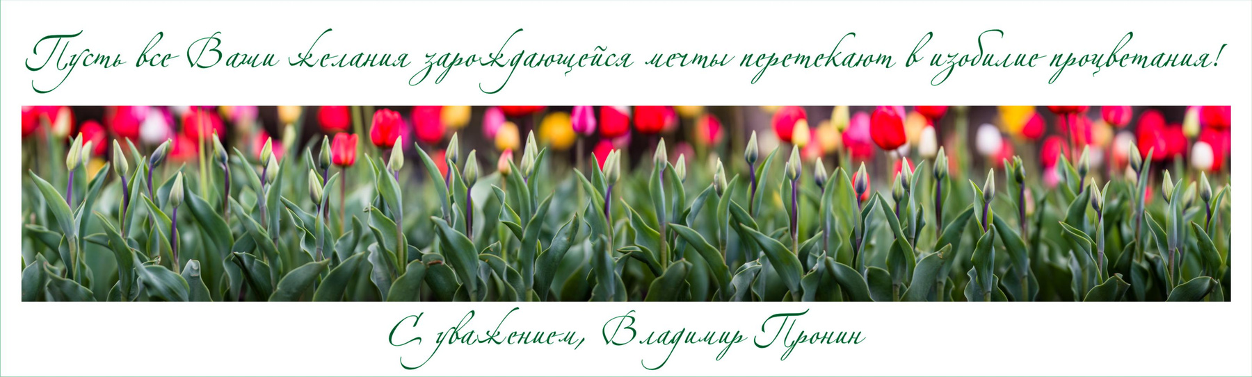 С праздником милые наши! Тюльпаны Пронин allphotokz