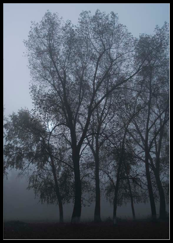 *** туман.дерево.осень