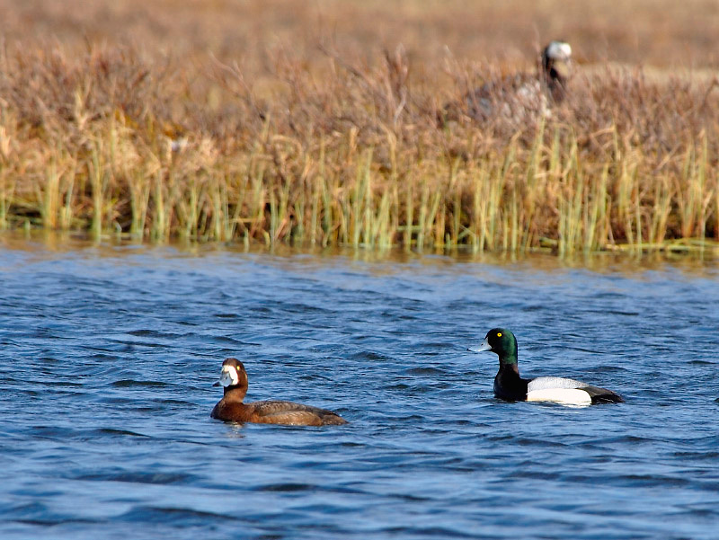 Чета Морская чернеть, Aythya marila, Greater Scaup, Tobseda, Barents Sea, Arctic
