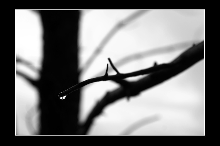 an autumn\'s drop 