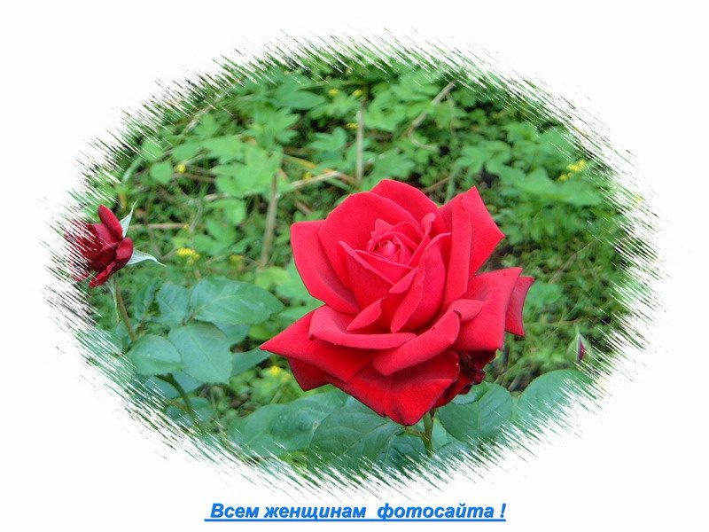 *** роза