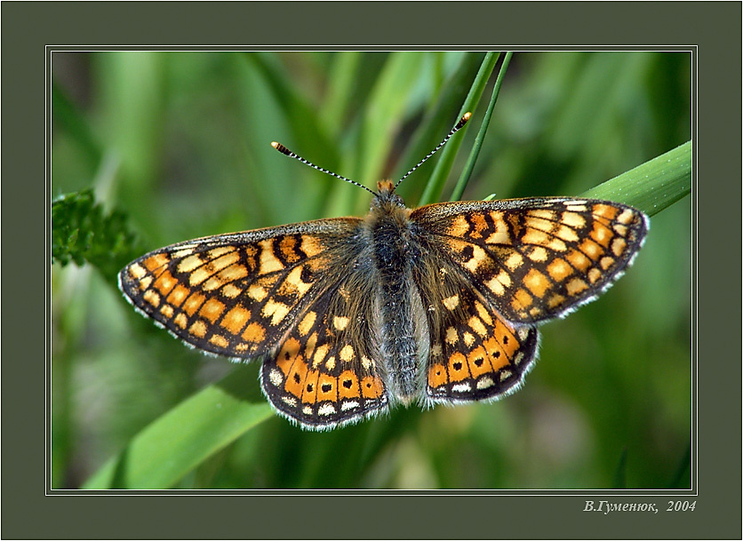  Шашечница-авриния (Euphydryas aurinia) Бабочка  Шашечница авриния Euphydryas aurinia