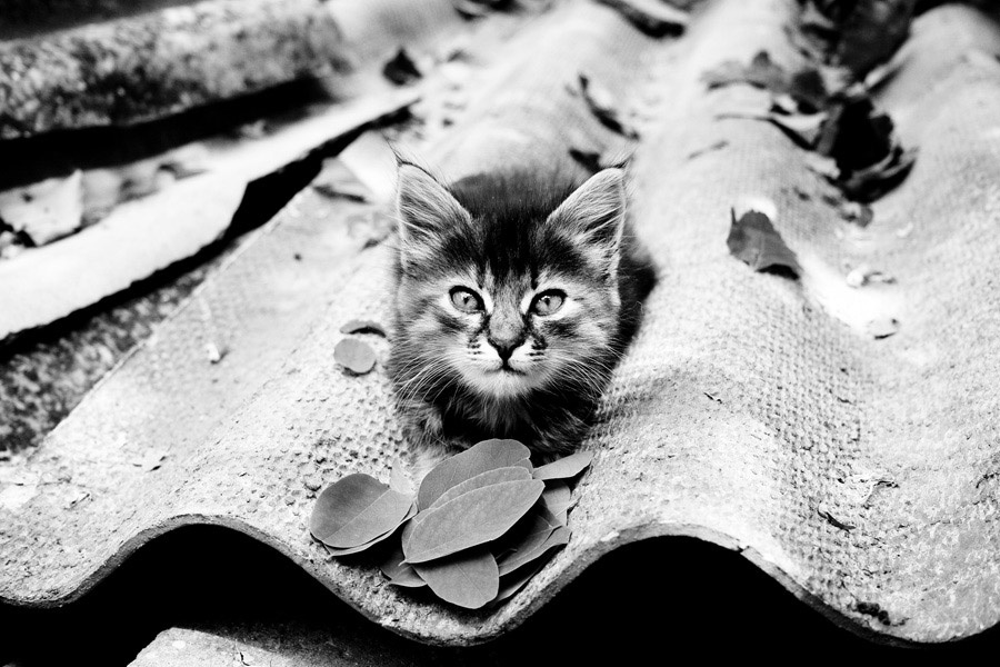 Сирота сорота котенок