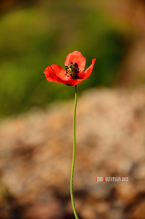 *** Утро природа весна