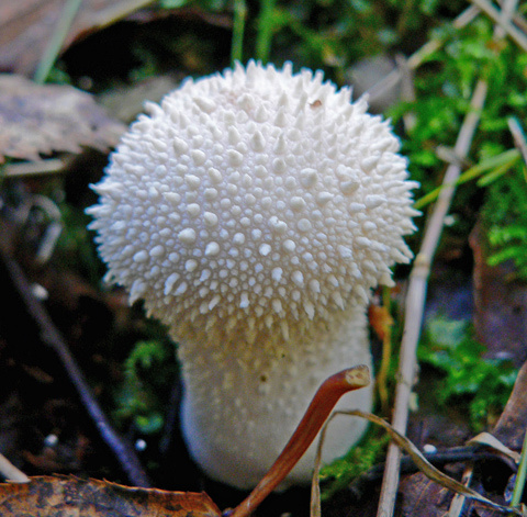 white hedgehog 