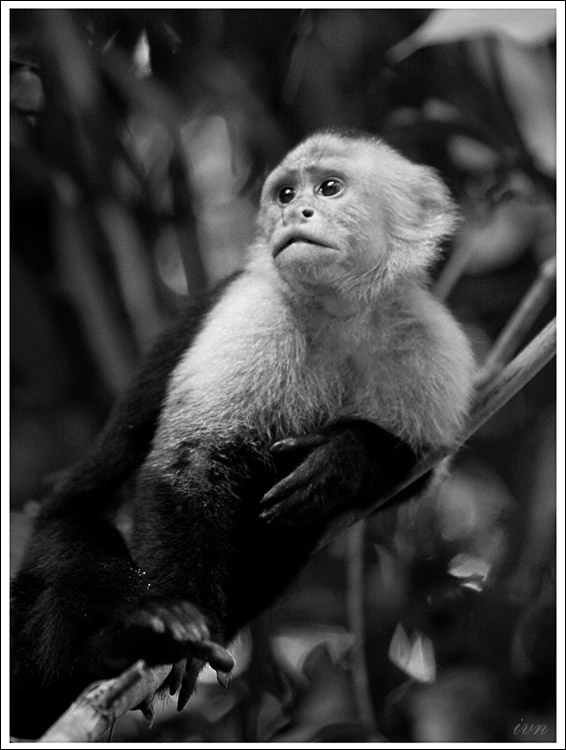 Capuchin monkey Capuchin monkey Капуцин