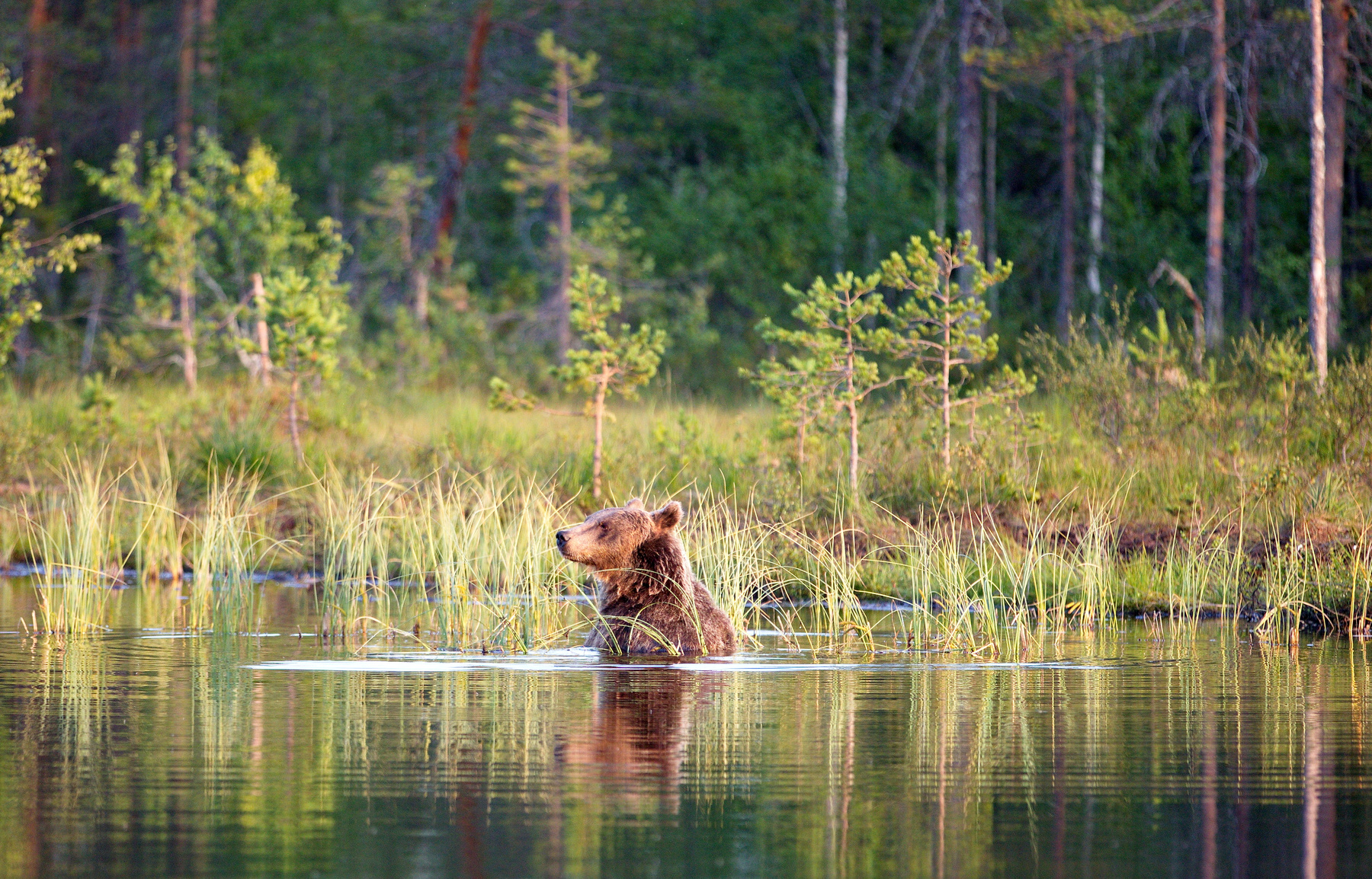 Водоплавающий))) животные фотоохота медведь
