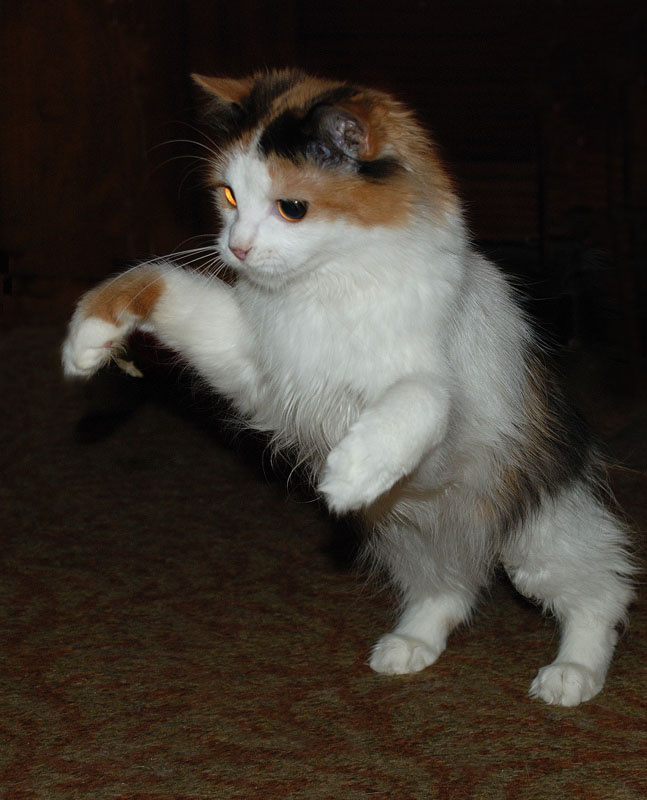 Не уйдёшь! кошка охота ночная бабочка