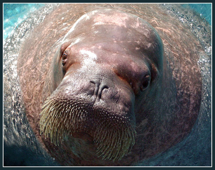 Тихоокеанский морж (Odobenus rosmarus rosmarus) морж тихоокеанский odobenus rosmarus зоопарк