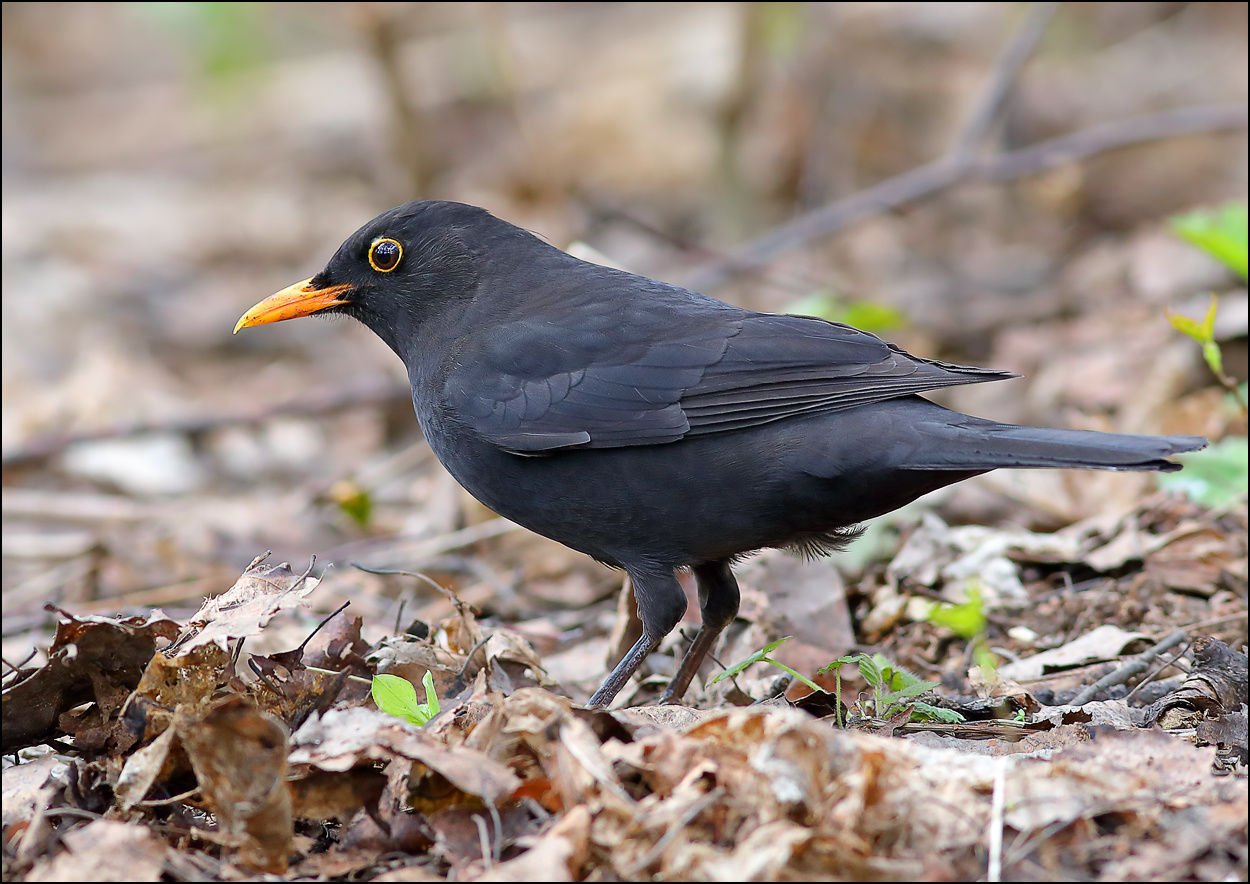 Чёрный дрозд чёрный дрозд Turdus merula птица лес