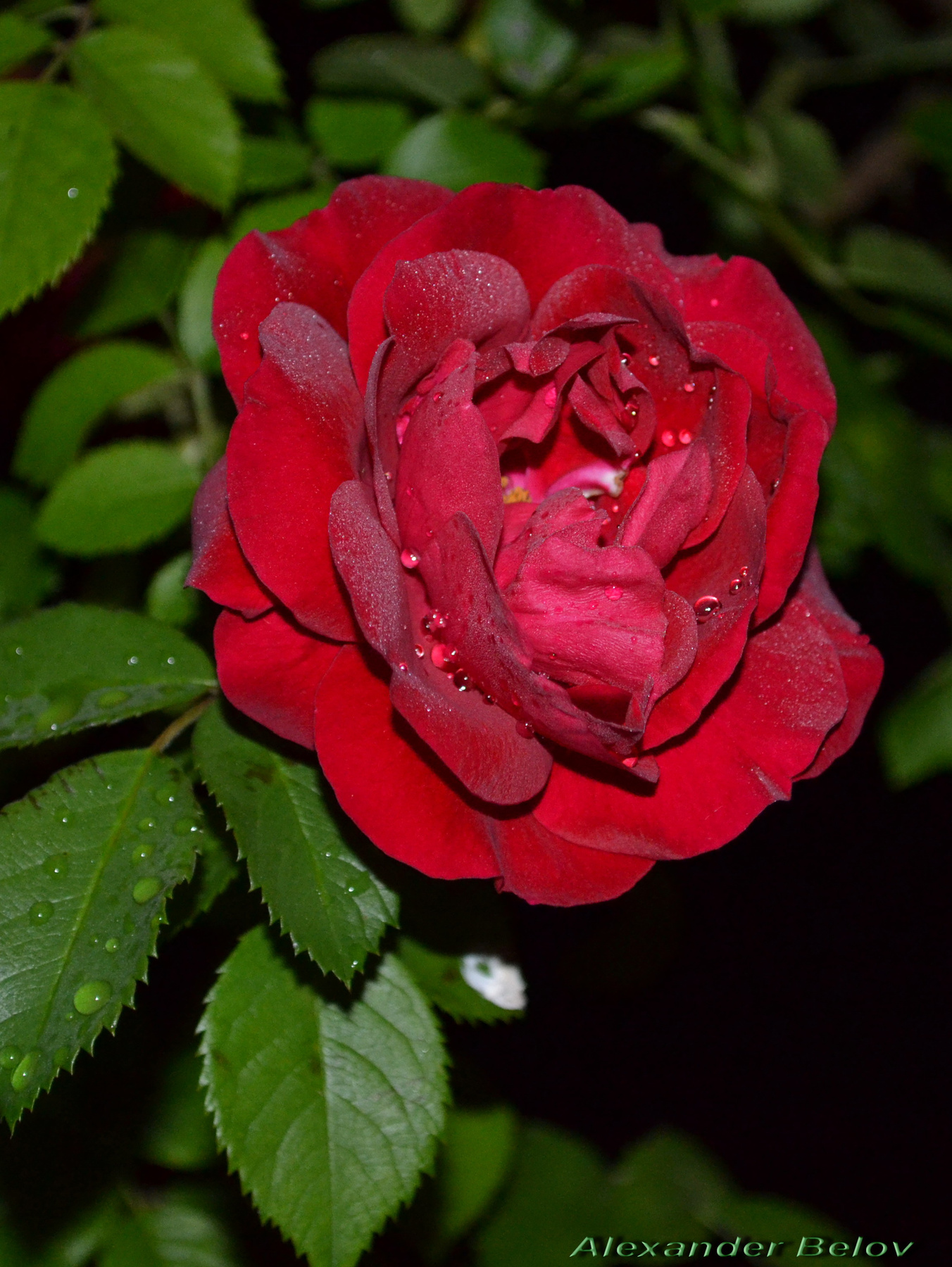 *** цветы, природа