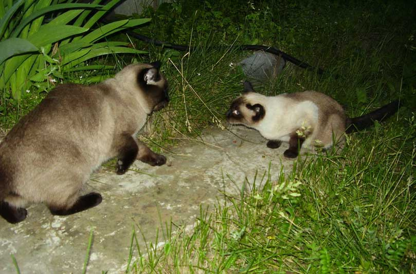 ночное рандеву кот кошка