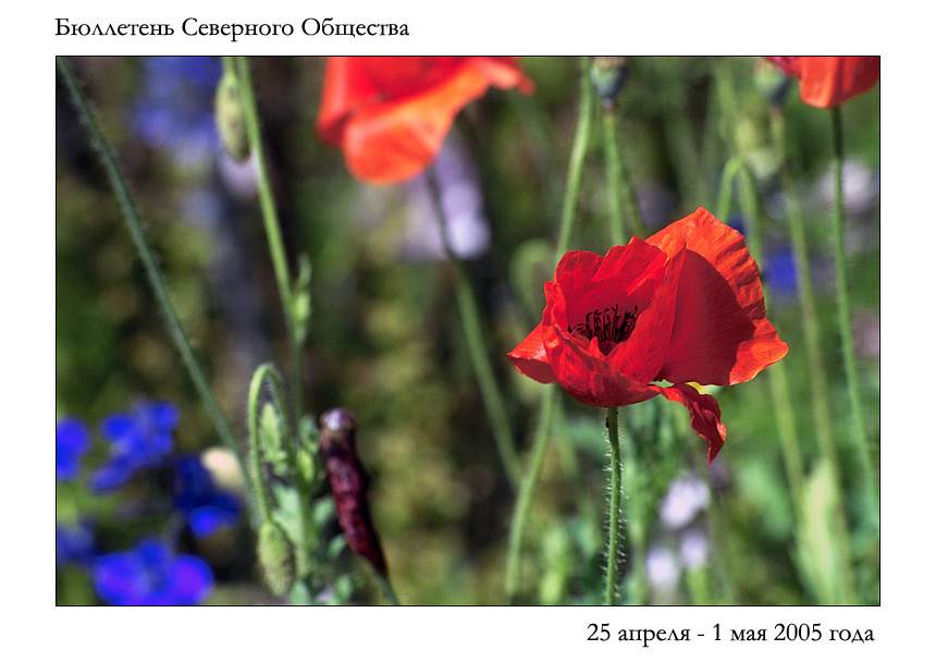 Бюллетень Северного Общества за 25 апреля - 1 мая 2005 года 