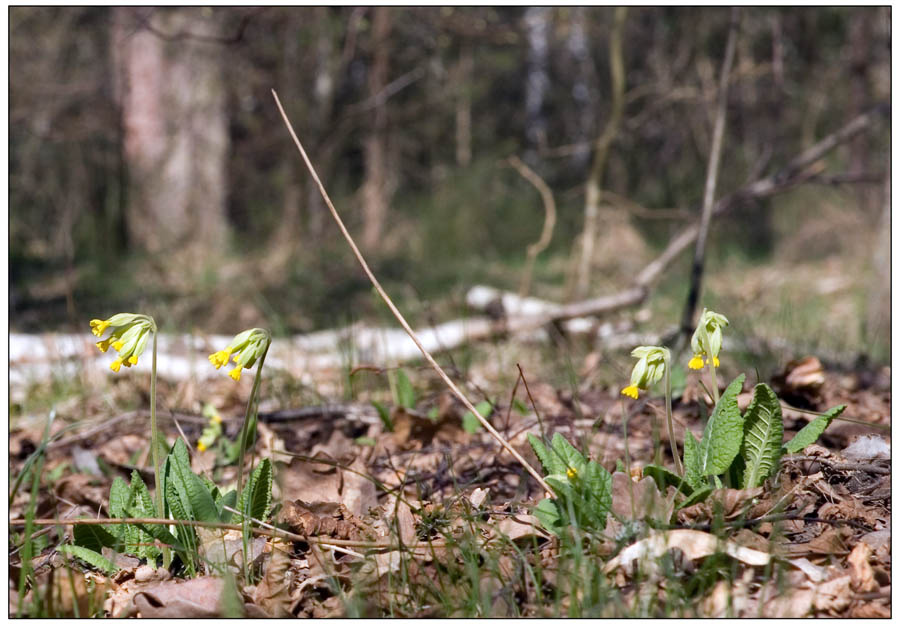 Primula veris весна цветы солнце лес красная книга первоцвет