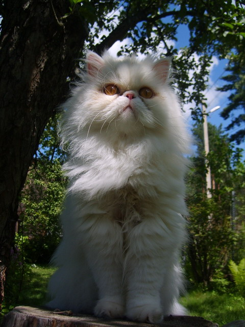 Кошка 