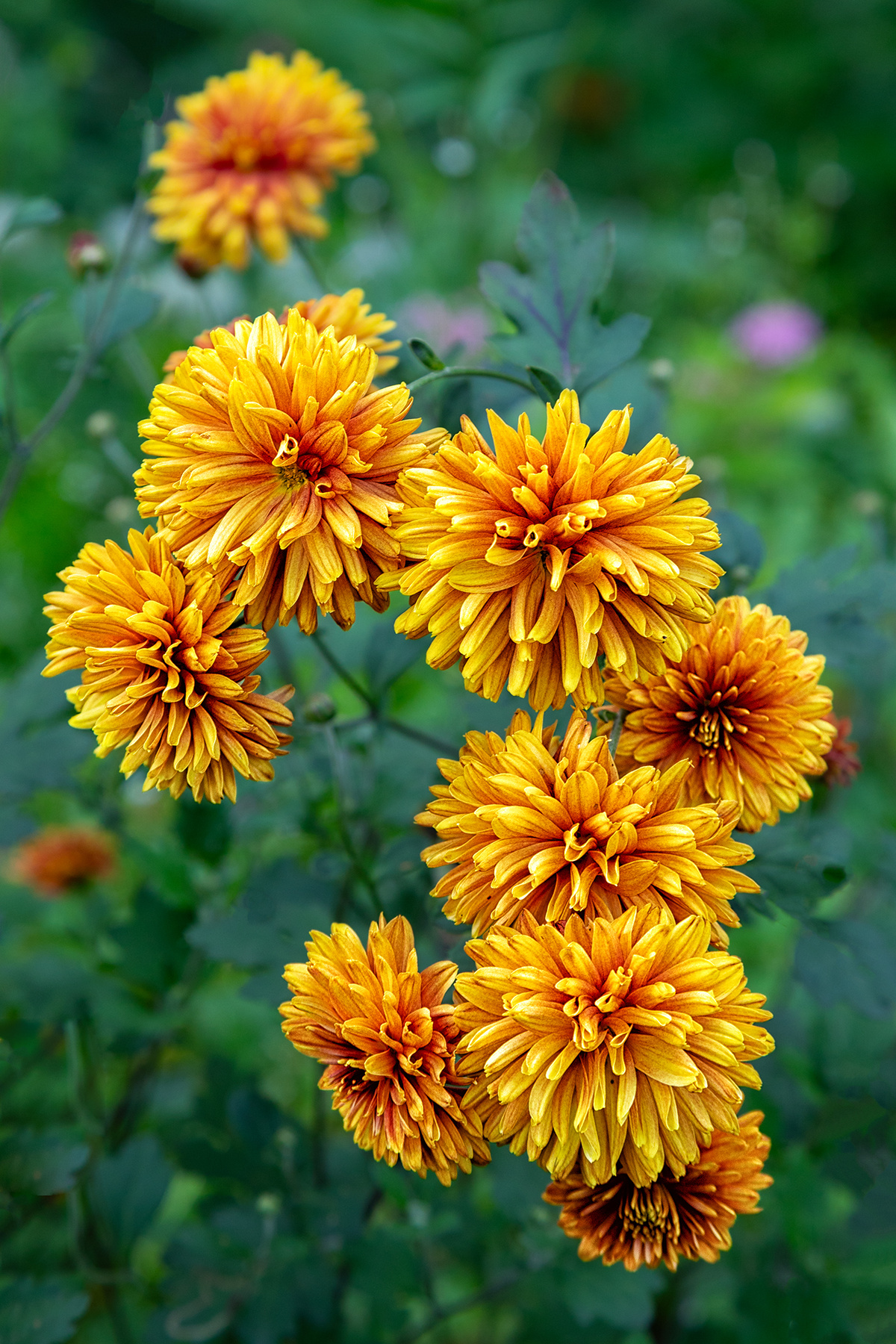 Хризантемы 