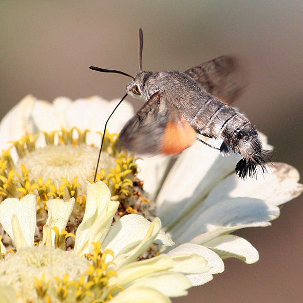 Macroglossum Stellatarum киви