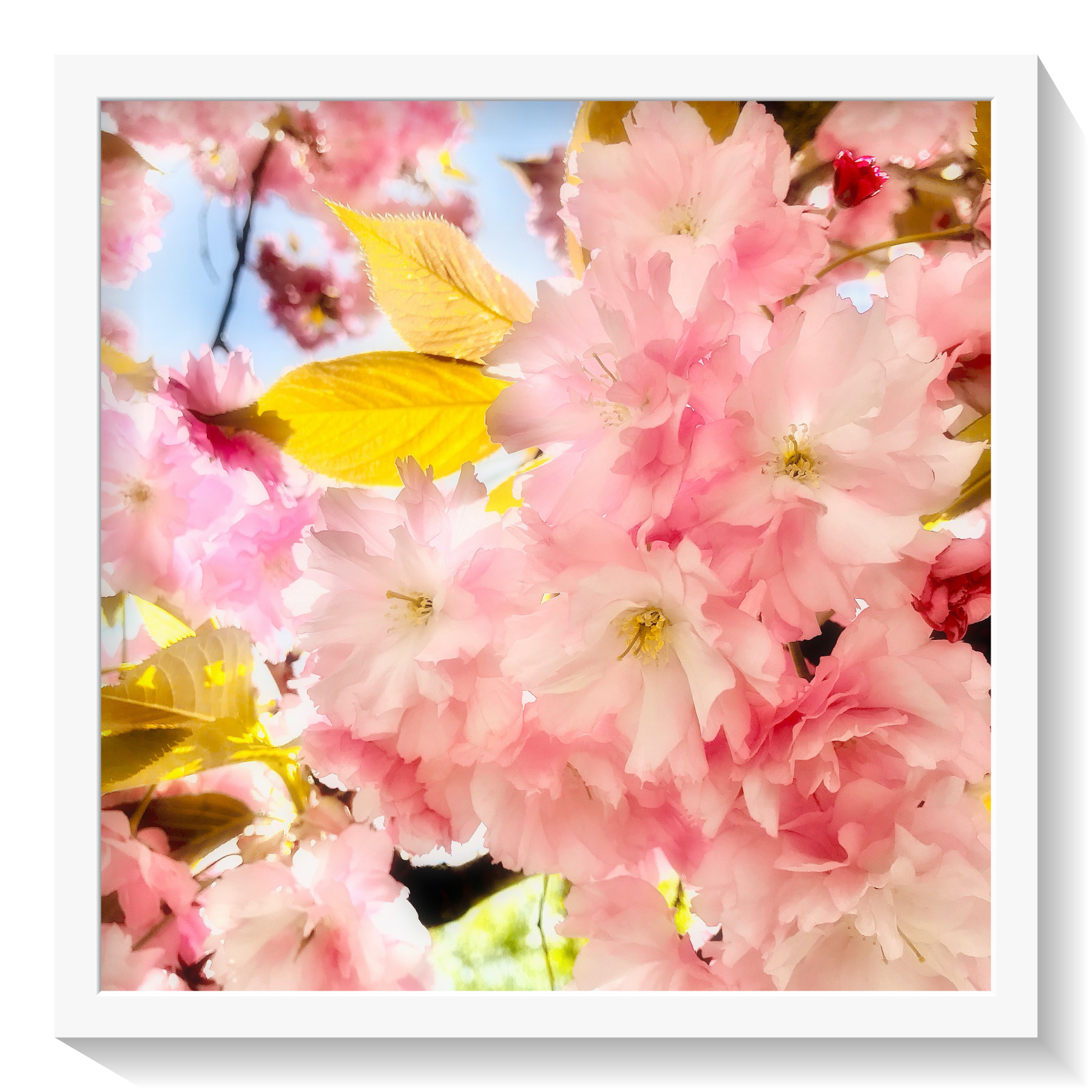 "La vie en rose" 
