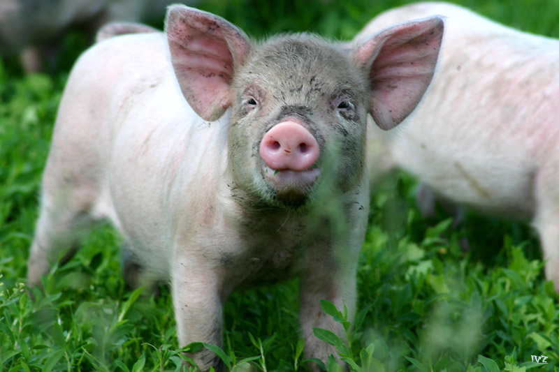 ?! пятачок, поросенок, хрюшка, piglet