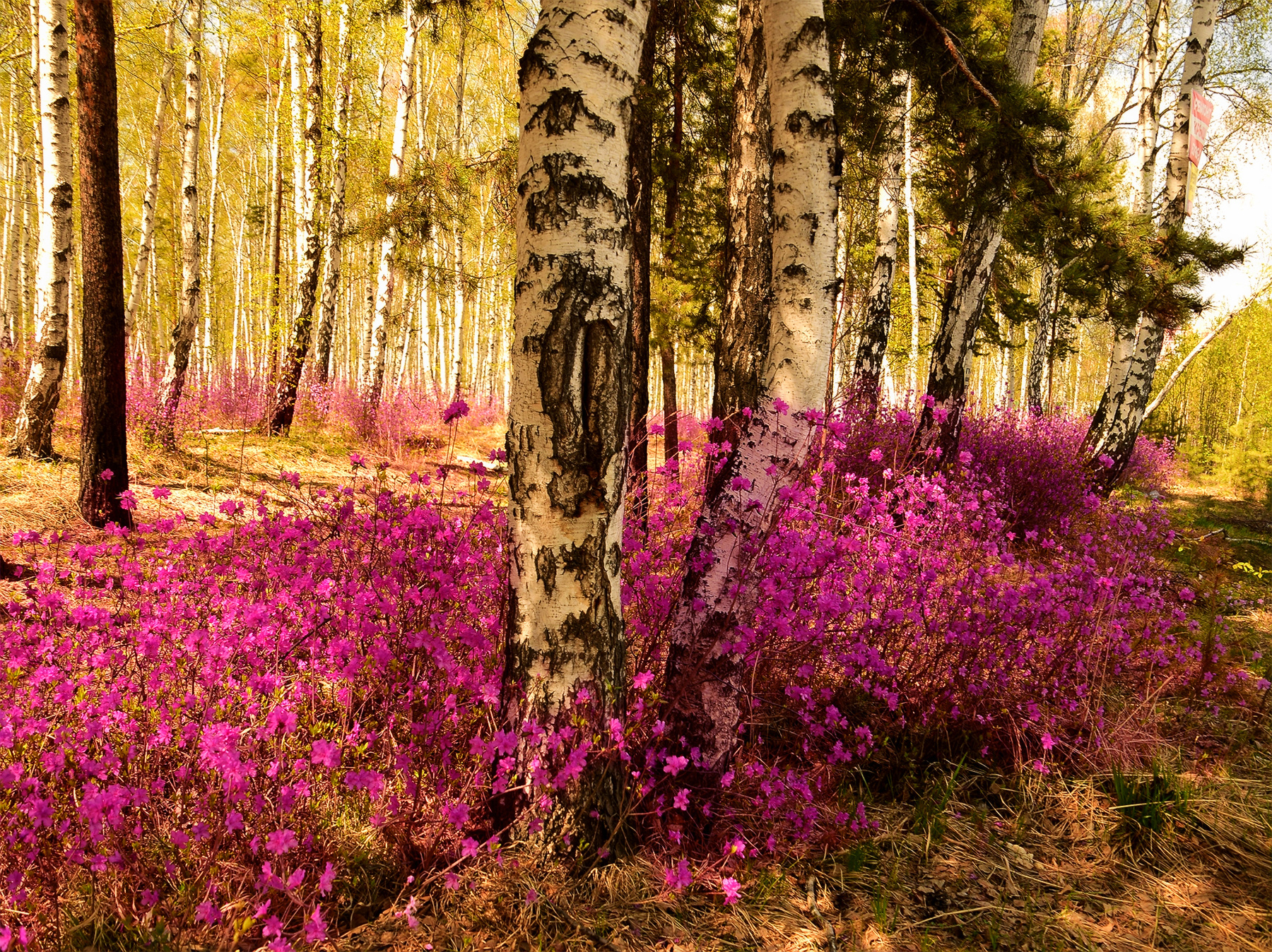 Багульник бушует 