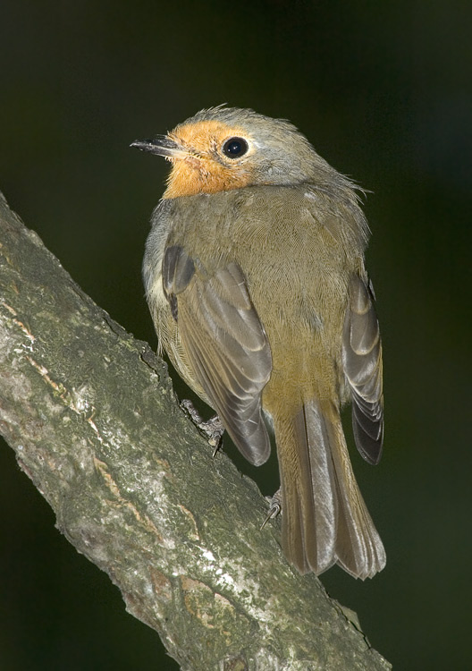 Шинель Зарянка, Малиновка, Robin, Erithacus rubecula