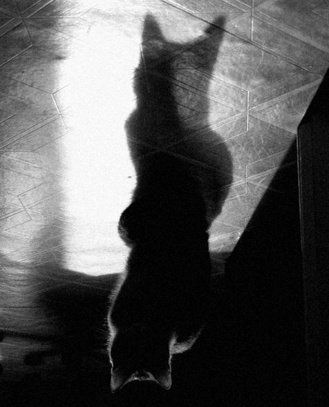 cat in black 